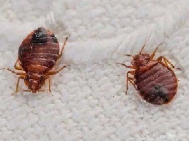三水除虫灭鼠公司家里有臭虫怎么办?怎样杀臭虫