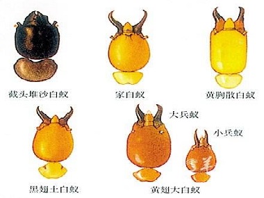 和顺白蚁防治:散白蚁和家白蚁头部有何区别