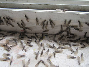 南海白蚁防治：白蚁种类有哪些危害分布