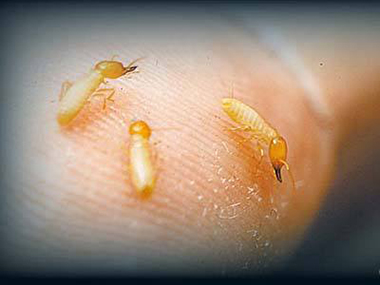 云东海预防白蚁所防治白蚁主要有两个方面