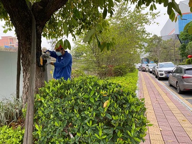 云东海白蚁预防专家防治园林植物白蚁的方法