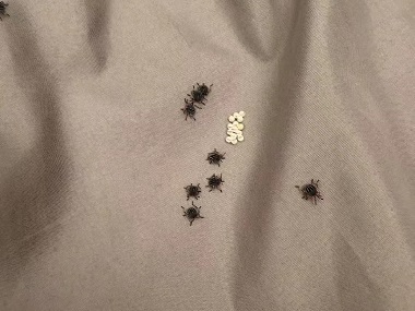 芦苞病媒生物防控中心如何有效处理床垫小虫子问题