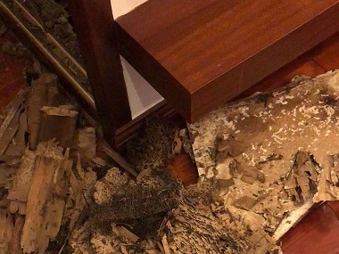 云东海白蚁预防科普做白蚁预防的最佳时间